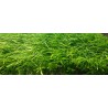 Dinarsu yapay çim halı